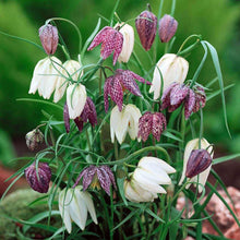 Charger l'image dans la galerie, Fritillaria meleagris mix
