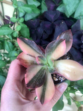 Load image into Gallery viewer, Echeveria cv. Hanaikada Variegata

