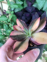 Load image into Gallery viewer, Echeveria cv. Hanaikada Variegata
