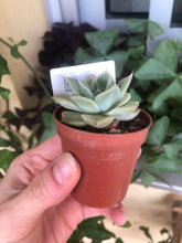 Charger l'image dans la galerie, Echeveria Lemon Rose

