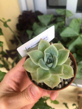 Charger l'image dans la galerie, Echeveria Lemon Rose
