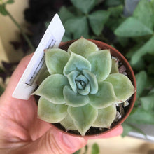 Charger l'image dans la galerie, Echeveria Lemon Rose
