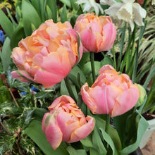 Load image into Gallery viewer, Tulip Pink Star
