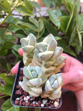 Charger l'image dans la galerie, Crassula Moonglow variegata
