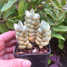 Charger l'image dans la galerie, Crassula Moonglow variegata
