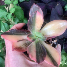 Load image into Gallery viewer, Echeveria cv. Hanaikada Variegata
