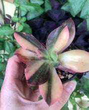 Load image into Gallery viewer, Echeveria cv. Hanaikada Variegata
