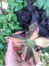 Load image into Gallery viewer, Echeveria cv. Hanaikada Variegata
