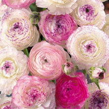 Charger l'image dans la galerie, Ranunculus "Picotee Pink"
