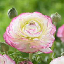 Charger l'image dans la galerie, Ranunculus "Picotee Pink"
