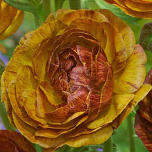 Load image into Gallery viewer, Ranunculus Picoté "Café au Lait"
