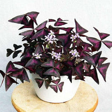 Load image into Gallery viewer, Oxalis Triangularis
