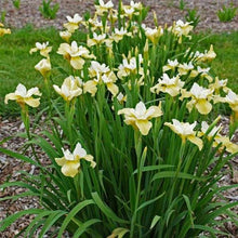 Load image into Gallery viewer, Iris sibirica 'Butter and Sugar' rhizome/bulb
