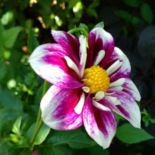 Load image into Gallery viewer, Dahlia 'Impression Fabula' tuber
