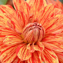 Load image into Gallery viewer, Dahlia 'Neo' tuber
