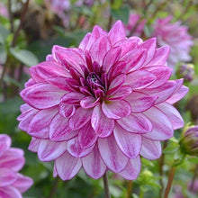 Load image into Gallery viewer, Dahlia "Seduction" tuber
