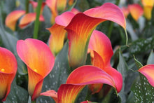 Load image into Gallery viewer, Calla Lily "Morning Sun"
