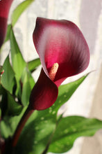 Charger l'image dans la galerie, Calla Lily "Macau"
