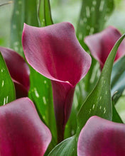 Charger l'image dans la galerie, Calla Lily "Macau"
