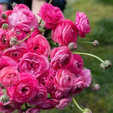 Load image into Gallery viewer, Ranunculus Amandine "Rose"
