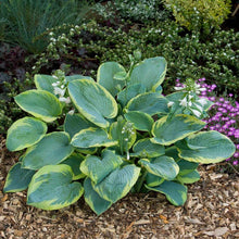 Charger l'image dans la galerie, Hosta sieboldiana "Frances Williams" bulbs/roots
