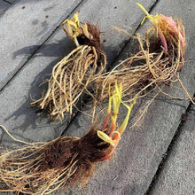 Load image into Gallery viewer, Iris Sibirica "Shirley Pope" rhizome/bulb
