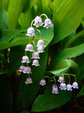 Load image into Gallery viewer, spring hill nurseries pink lily of the valley - Close-up of Convallaria majalis 'Rosea' flower - Revealing intricate details of the delicate pink blooms of the 'Rosea' variety of Lily of the Valley, perfect for adding a touch of elegance.
