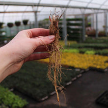 Load image into Gallery viewer, pink lily of the valley pips - A healthy root structure of the Convallaria majalis 'Rosea' - Highlightingthe growth and vitality of the 'Rosea' Lily of the Valley, a key component for successful cultivation and propagation.
