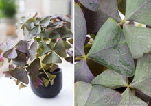 Charger l'image dans la galerie, Oxalis Triangularis "Sanne"
