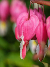 Charger l'image dans la galerie, Bleeding Hearts roots/rhizomes (Dicentra spectabilis; Lamprocapnos spectabilis)
