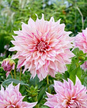 Load image into Gallery viewer, Dahlia 'Café au Lait Twist' tuber
