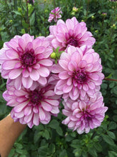 Load image into Gallery viewer, Dahlia "Seduction" tuber
