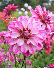 Load image into Gallery viewer, Dahlia "Seduction" tuber
