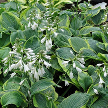 Charger l'image dans la galerie, Hosta sieboldiana "Frances Williams" bulbs/roots
