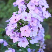 Charger l'image dans la galerie, Phlox paniculata "Lilac Time" roots/bulb
