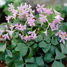 Load image into Gallery viewer, Oxalis Triangularis "Amber"
