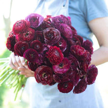 Load image into Gallery viewer, Ranunculus Amandine "Black"
