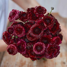 Load image into Gallery viewer, Ranunculus Amandine "Black"
