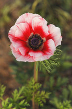 Charger l'image dans la galerie, Anemone Jerusalem Red-White

