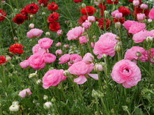 Charger l'image dans la galerie, Ranunculus Amandine "Barby"
