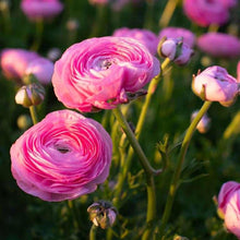 Charger l'image dans la galerie, Ranunculus Amandine "Barby"

