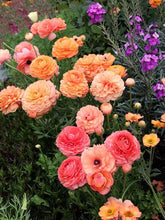 Charger l'image dans la galerie, Ranunculus Pauline "Champagne"
