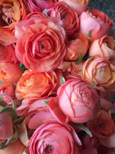 Charger l'image dans la galerie, Ranunculus Pauline "Champagne"
