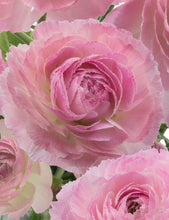 Charger l'image dans la galerie, Ranunculus Romance "Maillane"

