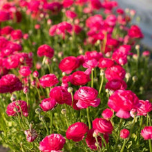 Charger l'image dans la galerie, Ranunculus Amandine "Bonbon"
