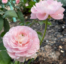 Charger l'image dans la galerie, Ranunculus Amandine "Chamallow"
