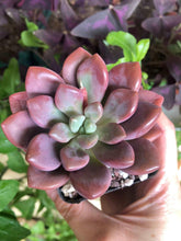 Load image into Gallery viewer, Echeveria Polari Heart
