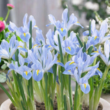 Charger l'image dans la galerie, Iris Reticulata "Blue Planet"
