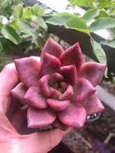 Load image into Gallery viewer, Echeveria agavoides Honey Pink
