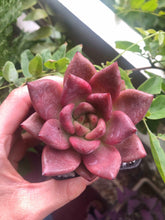 Load image into Gallery viewer, Echeveria agavoides Honey Pink
